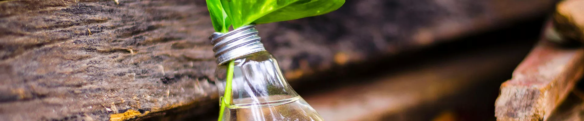 种植者小贴士：需要增设灯光吗？