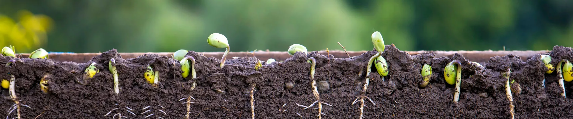 硝酸铵比率对植物的影响