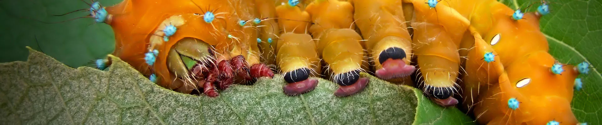 如何控制病虫害？生物防治vs.化学防治