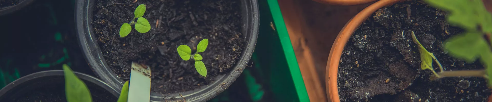 植物生长调节剂——第二部分