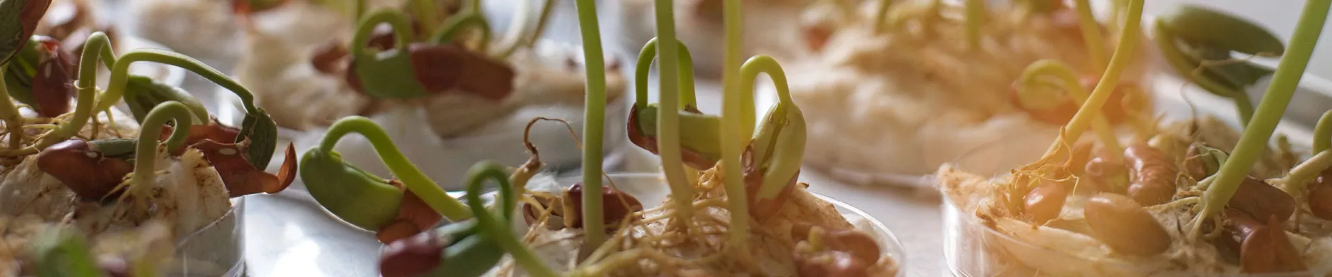 植物生长调节剂——第一部分