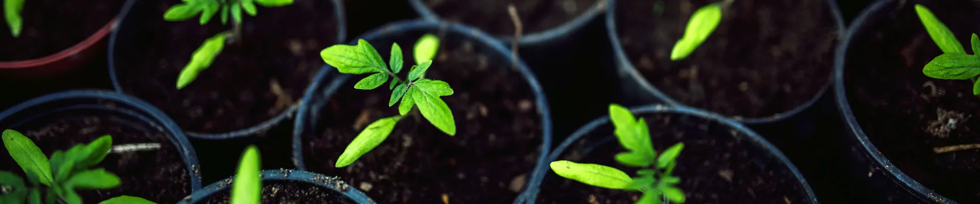 植物营养与营养缺乏
