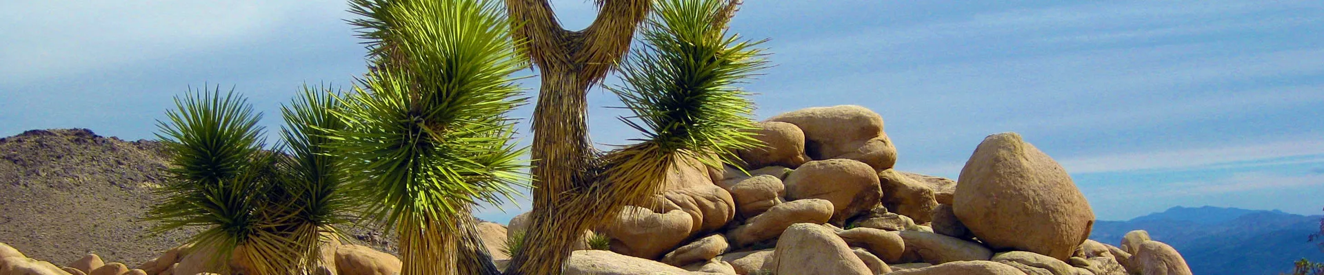 植物营养与营养缺乏