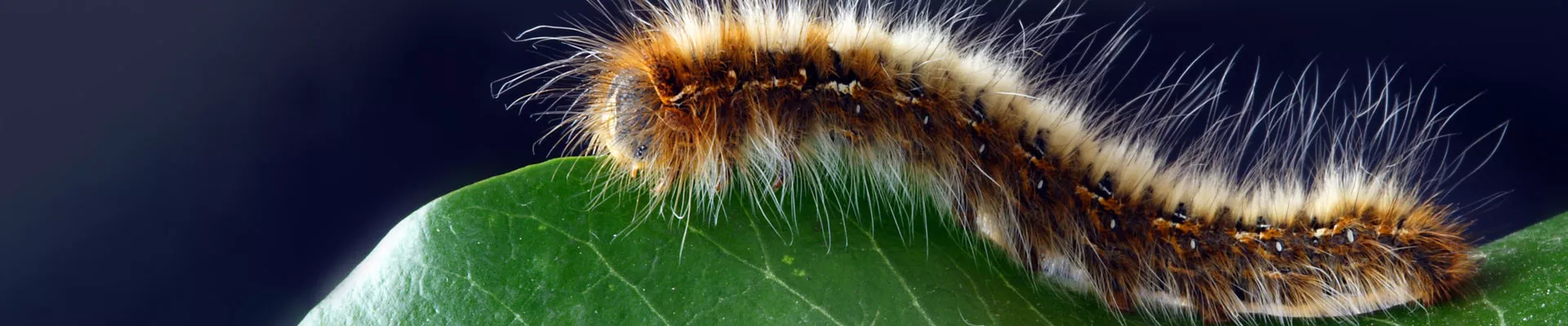 不同的植物保护产品——第一部分