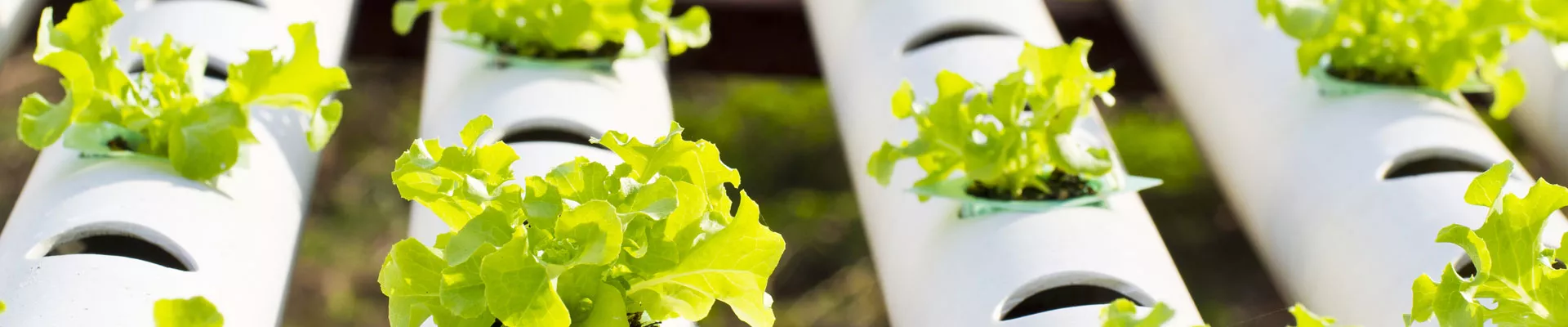 无土基质成为优质基质的条件