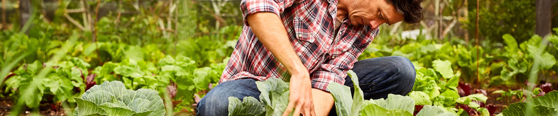 什么是有机种植，为什么要有机种植-第一部分