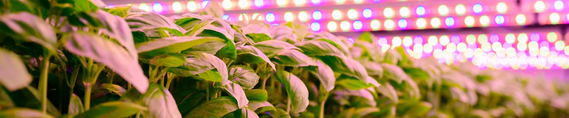 Adapting to new lights – no special bottle necessary