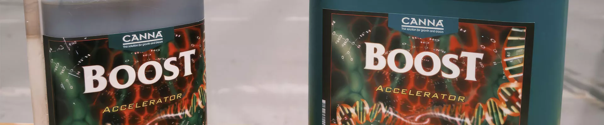 CANNABOOST 让草莓更甜、更大，产量增 43%！