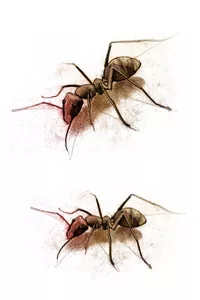 如何控制病虫害？生物防治vs.化学防治