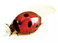 如何控制病虫害？生物防治vs.化学防治