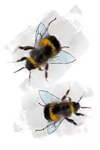 如何控制病虫害？生物防治vs.化学防治