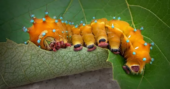 如何控制病虫害？生物防治vs.化学防治