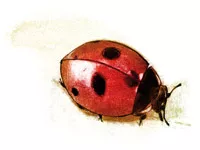 如何控制病虫害？生物防治vs.化学防治