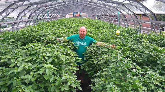 CANNABOOST 测试结果