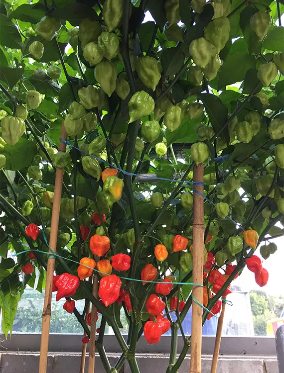 CANNABOOST 测试结果