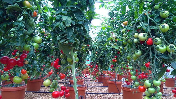 CANNABOOST 测试结果