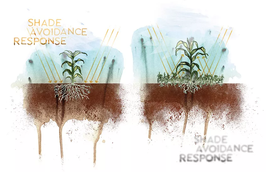 光谱对植物生长的作用