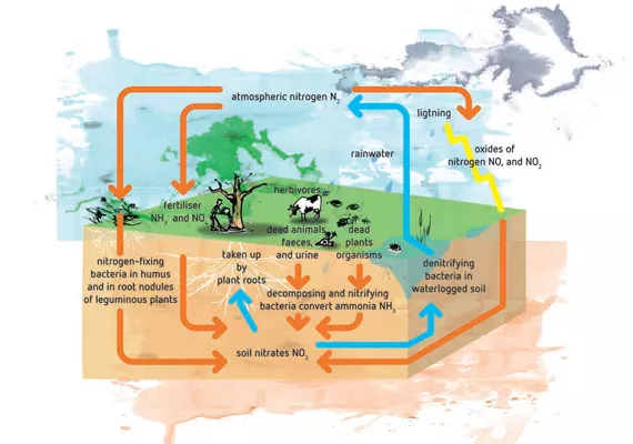 硝酸铵比率对植物的影响