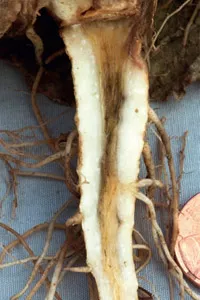 硝酸铵比率对植物的影响