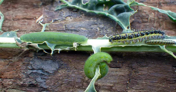 自己动手种植：甘蓝