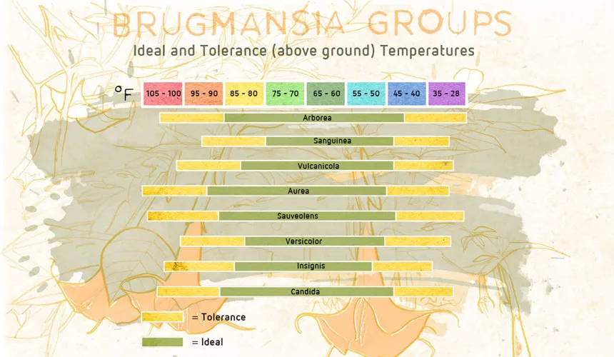 让温度助力成功栽培