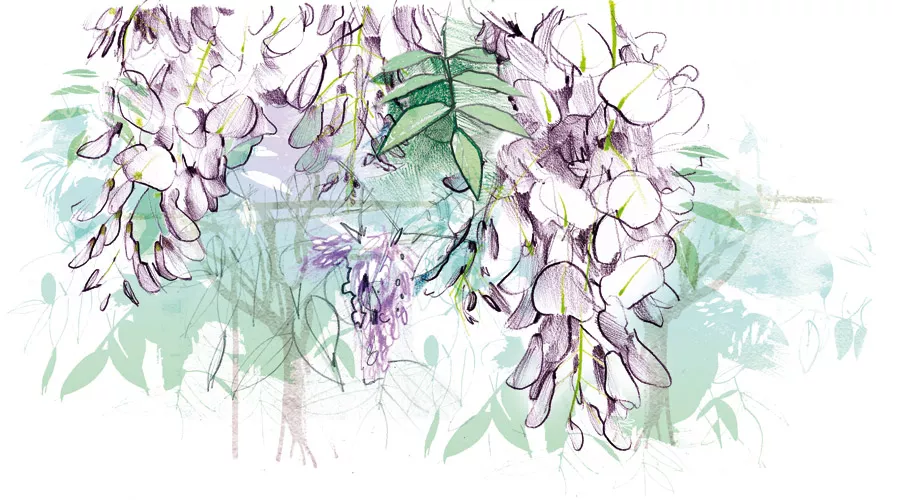 植物生长调节剂——第二部分