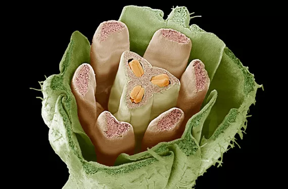 植物生长调节剂——第二部分