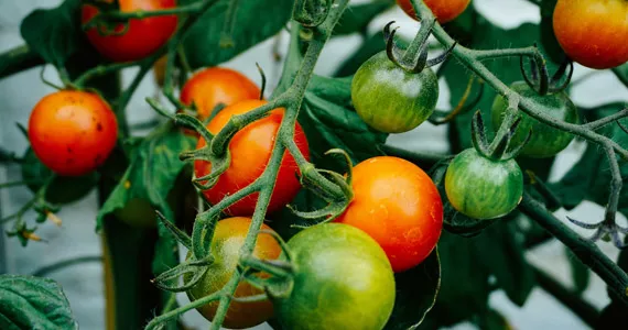 植物生长调节剂——第二部分