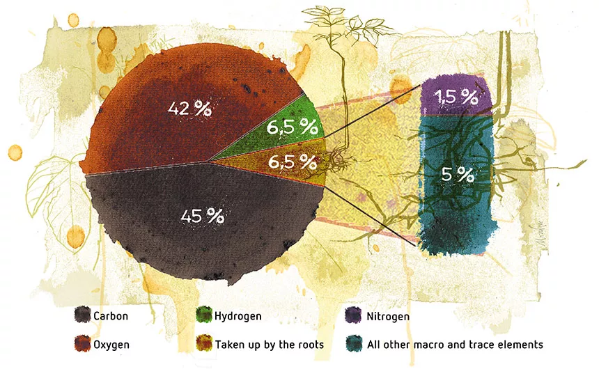 植物营养与营养缺乏