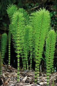 植物营养与营养缺乏