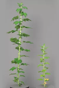 植物营养与营养缺乏