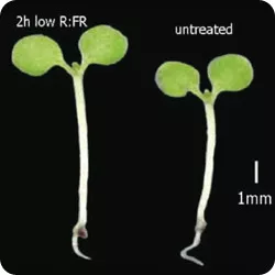 光的颜色对植物的影响