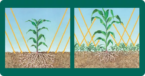 光的颜色对植物的影响