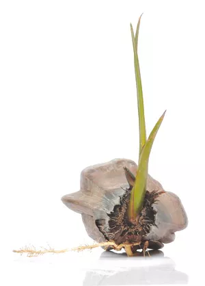 椰糠基质栽培中的问题处理