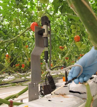 椰糠基质栽培中的问题处理