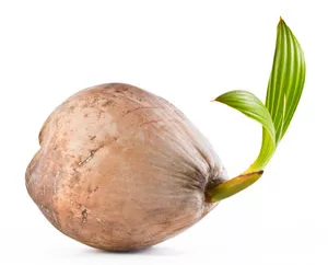 椰糠基质栽培中的问题处理