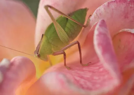 不同的植物保护产品——第一部分