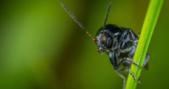 不同的植物保护产品——第二部分