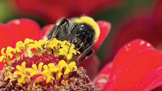 不同的植物保护产品——第二部分