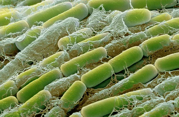 无土基质成为优质基质的条件