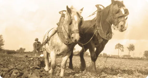 什么是有机种植，为什么要有机种植-第一部分