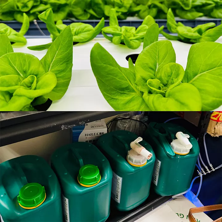 CANNA Partners with Polytechnic University & Government for Scientific Research