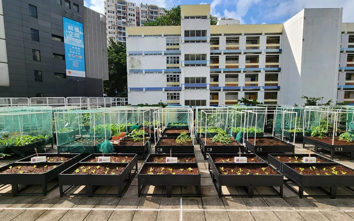 Crops Grown with BIOCANNA for Hong Kong Elderly Services