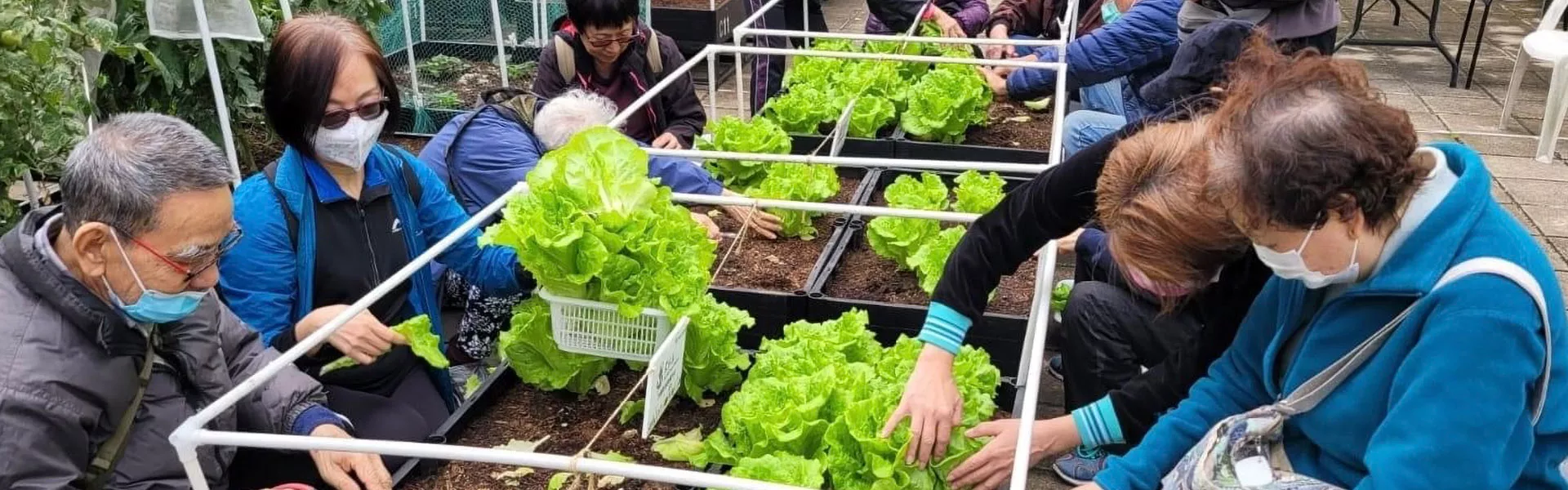 Crops Grown with BIOCANNA for Hong Kong Elderly Services