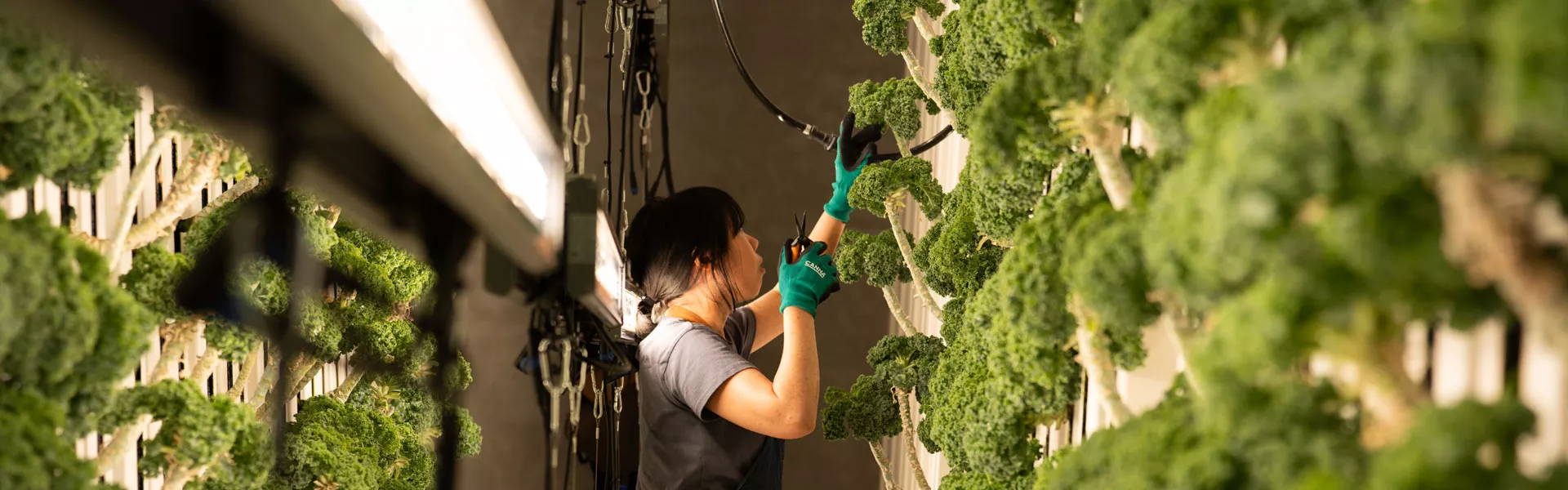 New Hydroponic Venture with THE FARM CLUB by Agrician