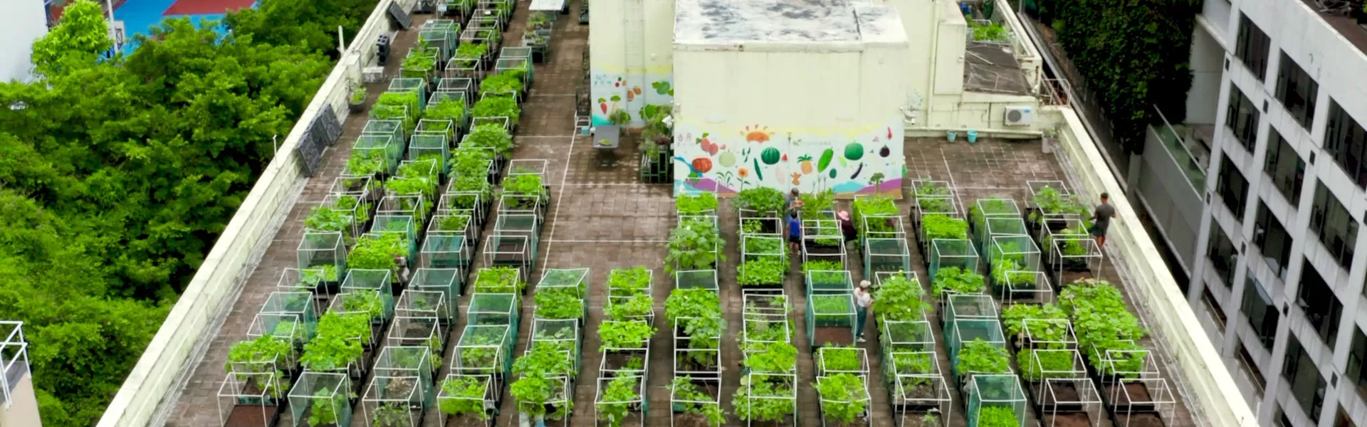 Rooftop growing with Vege Farm in Hong Kong
