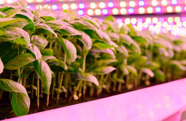 Adapting to new lights – no special bottle necessary