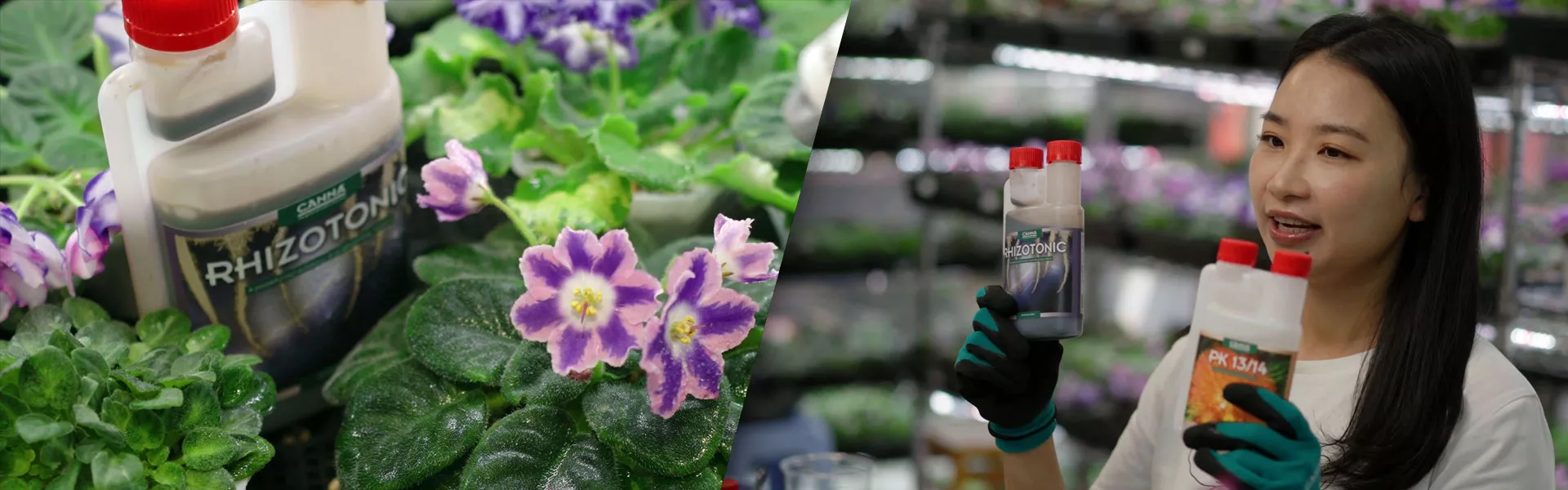 CANNA x 非洲紫罗兰的绽放