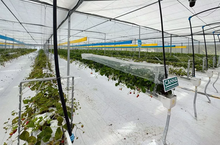 CANNABOOST 让草莓更甜、更大，产量增 43%！