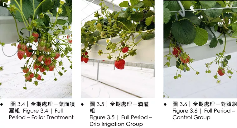 CANNABOOST 让草莓更甜、更大，产量增 43%！